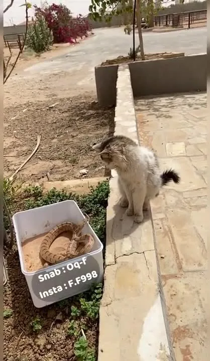 Preview for Clip triệu View Tik tok Phản xạ cực nhanh của Hoàng Thượng #shorts