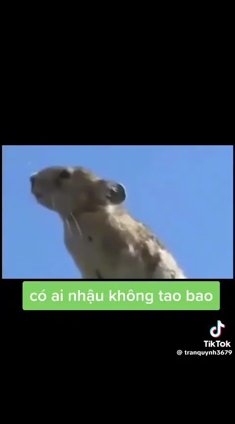 Preview for Video 1489231