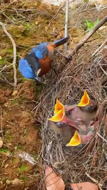 Preview for Video 1400947