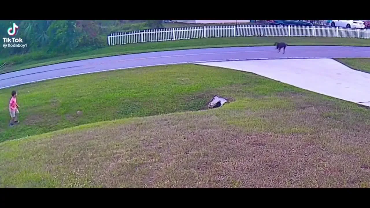 Preview for Chó bảo vệ cậu chủ