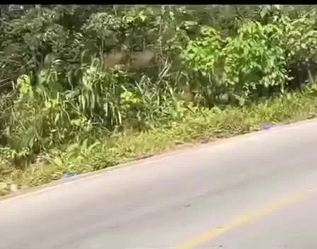 Preview for Video 1417934