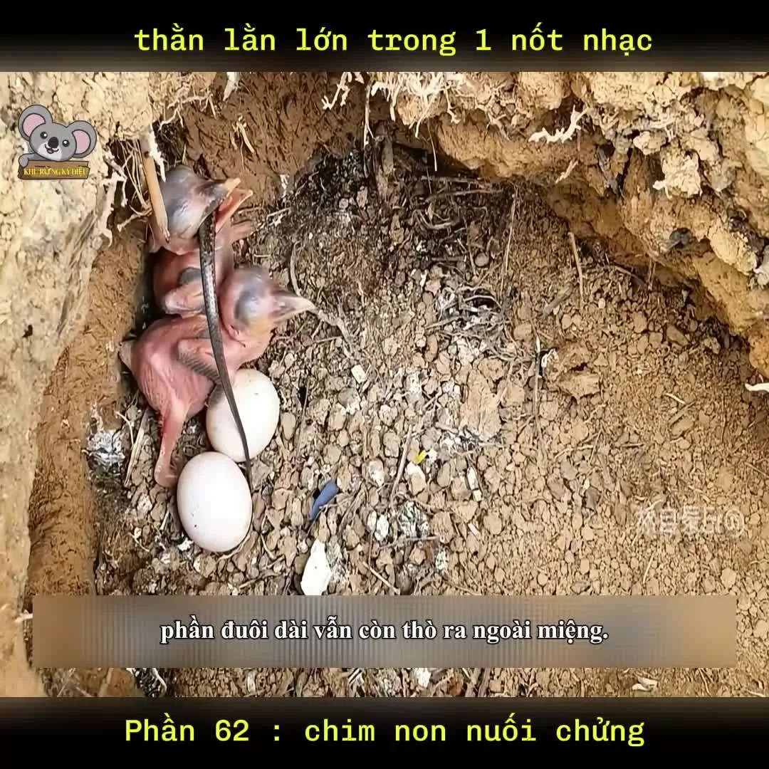 Preview for Video 1406124